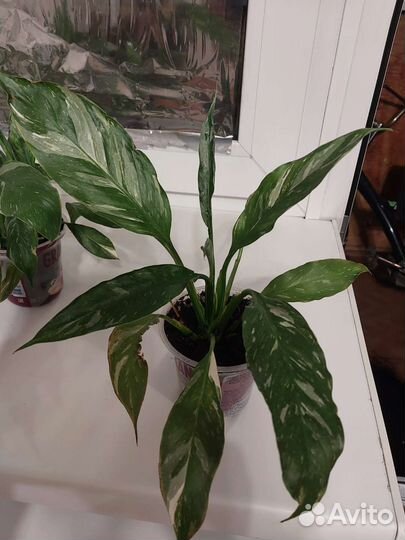 Спатифиллум домино