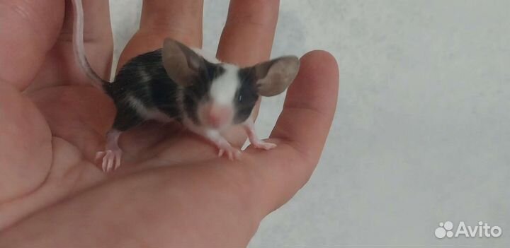 Сатиновые мыши