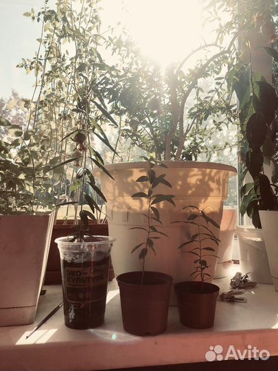 Гранат комнатный декоративный Punica