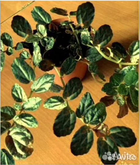 Пеллиония Даво