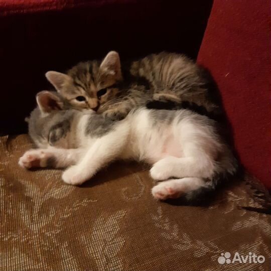 Котята в добрые руки 1 месяц