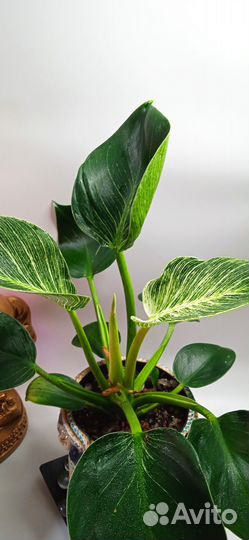 Филодендрон биркин