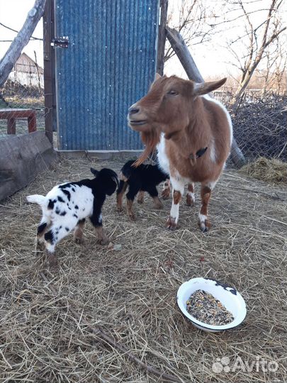 Камерунские козлы и козы на продажу и для вязок