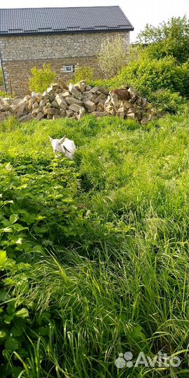 Молоко козье