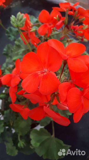 Пеларгония межвидовая