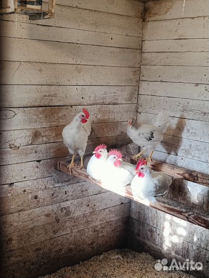 Молодые петухи