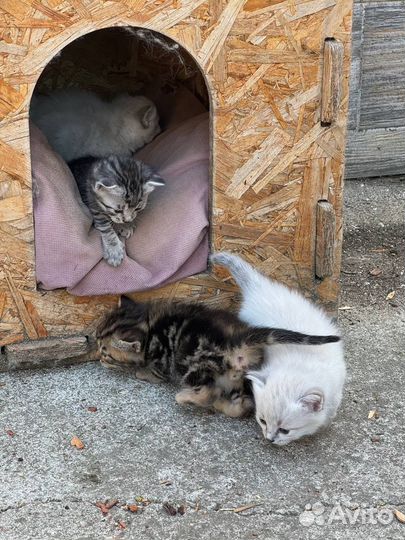 Котята в добрые руки