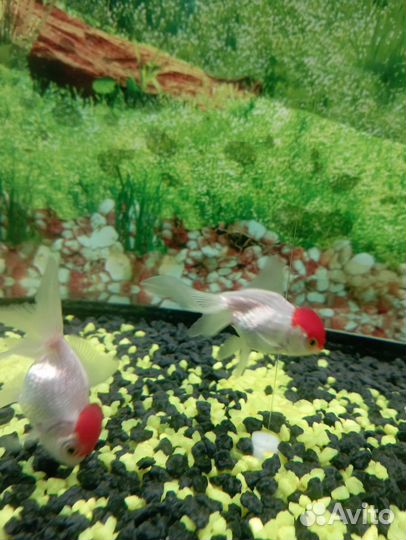 Аквариумные рыбки