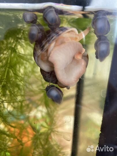 Улитки ампулярии