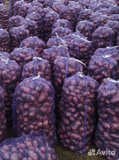 Продам картофель