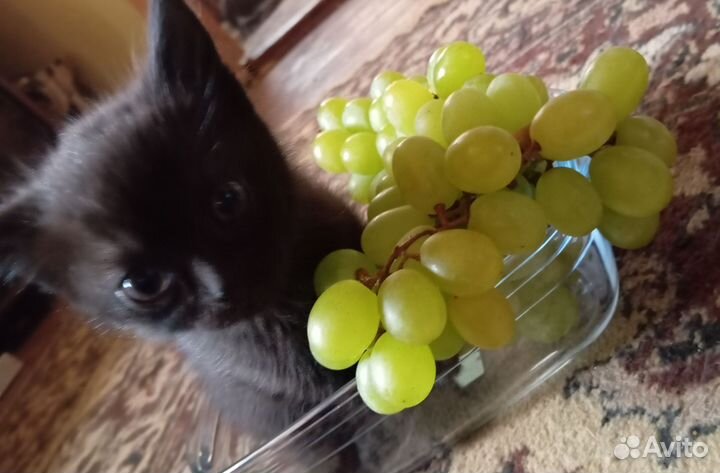 Котята пушистики
