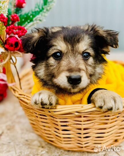 В добрые руки щенок