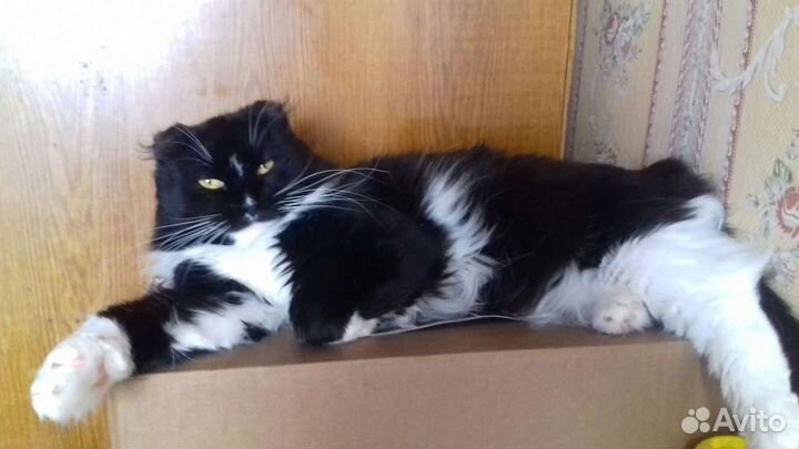 Котик в добрые руки
