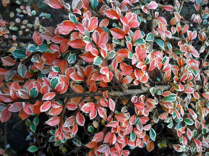 Кизильник вариегатус