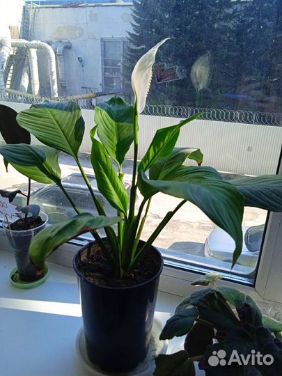 Спатифиллум