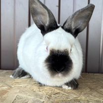 Калифорния Кролик