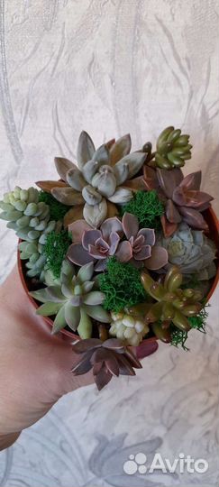 Композиции из суккулентов