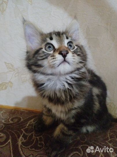 Котята мейн-кун