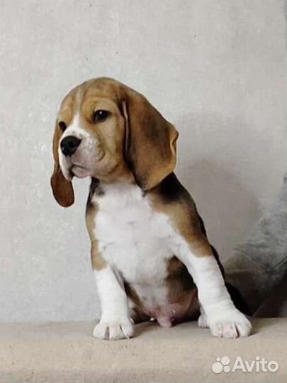 Бигль мальчик и девочка с родословной