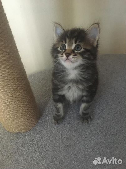 Кот курильский бобтейл