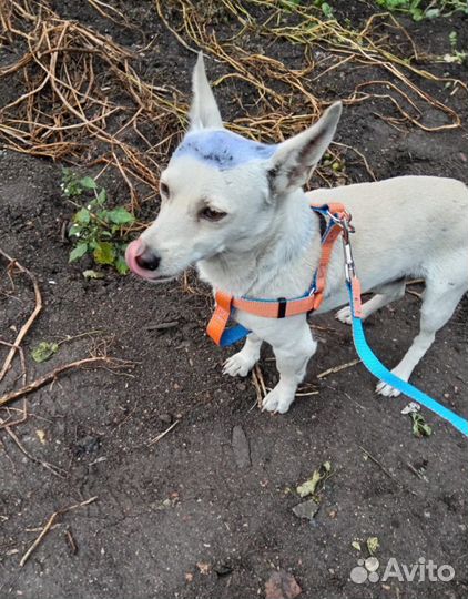 Дик ищет дом