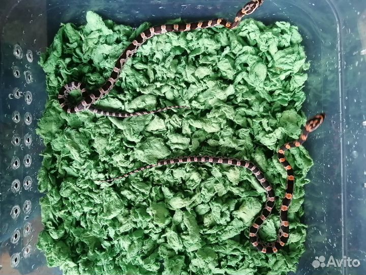 Змея маисовый полоз