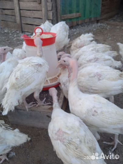 Индюшата бройлерные Виктория и Грейд Мейкер