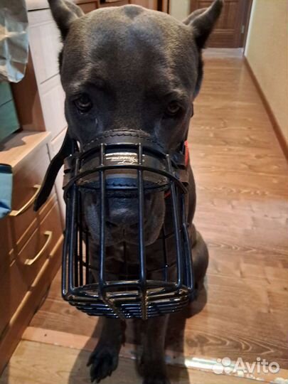 Намордник для большой собаки Trainersdog