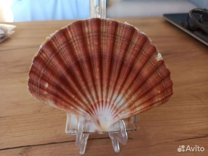 Морская раковина