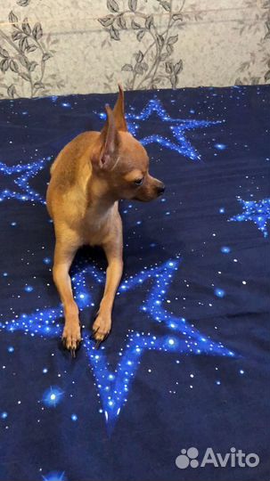 Супер мини тойчики