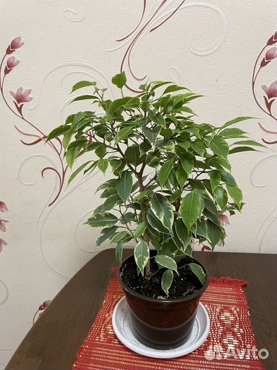 Фикус бенджамина