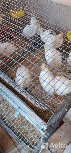 Яйцо перепелиное, цыплята перепелов