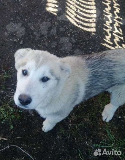 Щенок в добрые руки