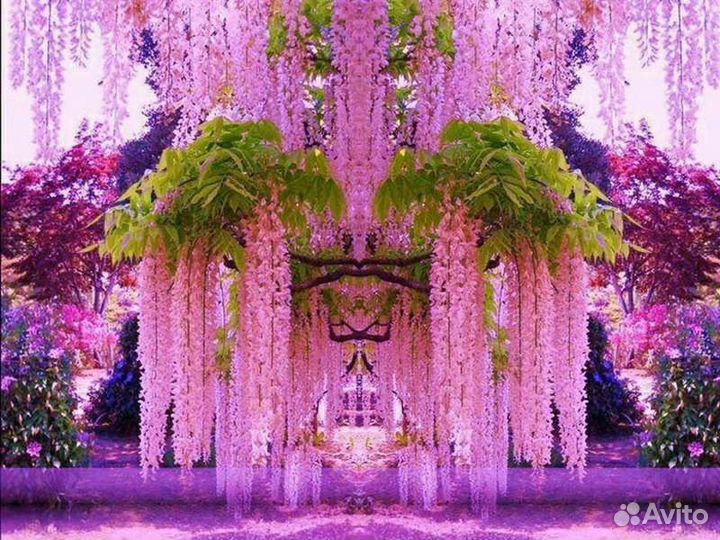 Глициния блю мун до - 40