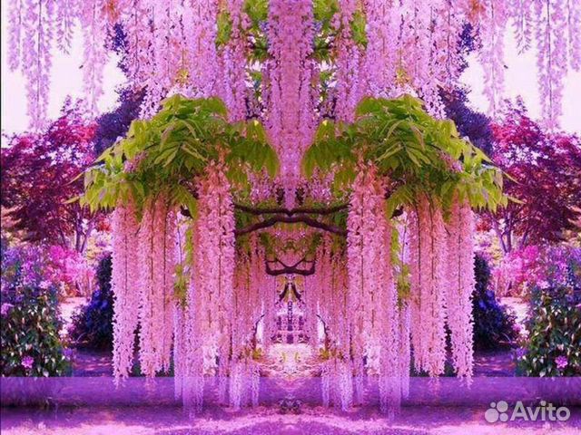 Глициния блю мун до - 40