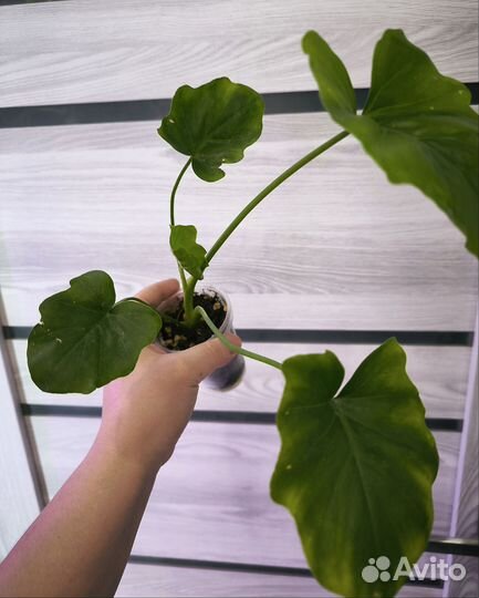 Филодендрон хоуп