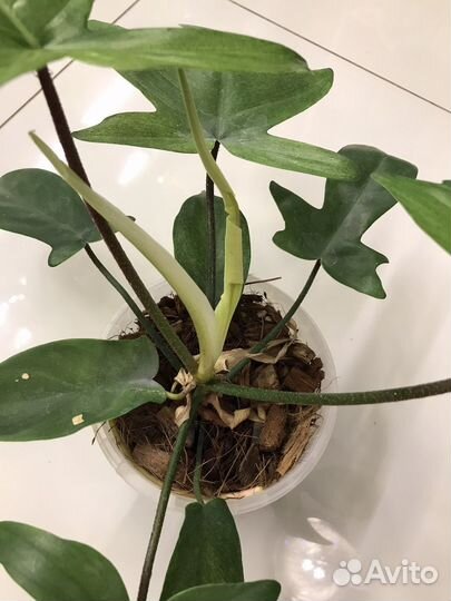 Филодендрон флорида бьюти альба