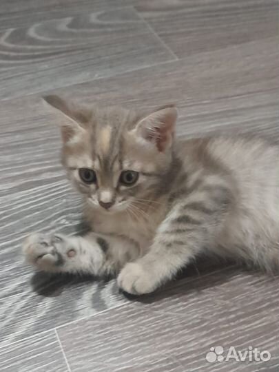 Отдам котят