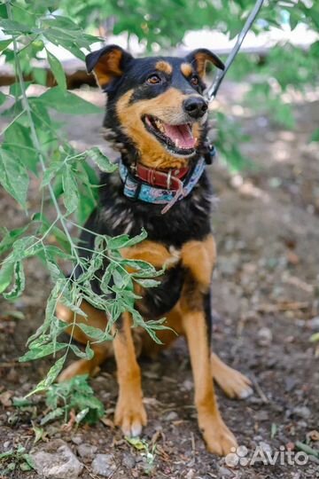 Собака-мечта из приюта