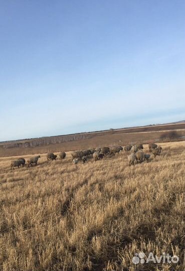 Овцы, бараны и ягнята