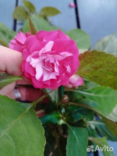 Бальзамин махровый