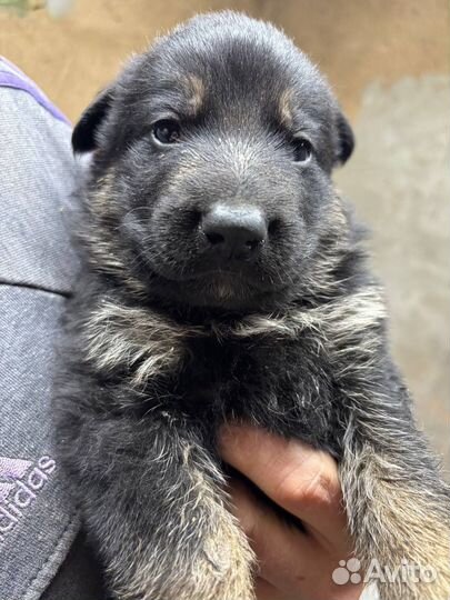 Немецкая овчарка