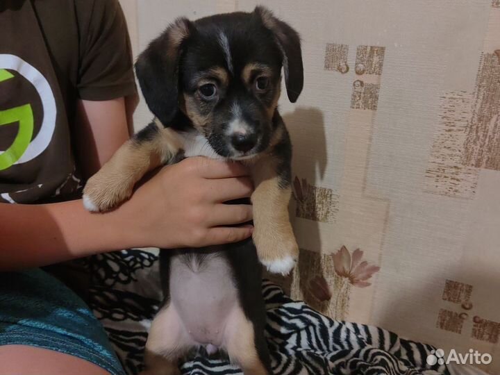 Щенята-девочки