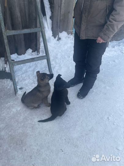 Щенки бесплатно