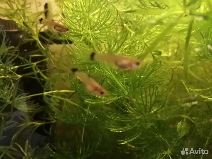 Рыбки гуппи, сомики