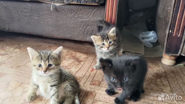 Кошки в добрые руки бесплатно