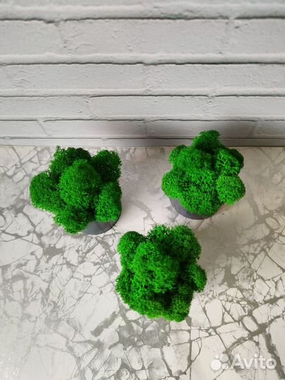 Кашпо со стабилизированным мхом, декор, подарок