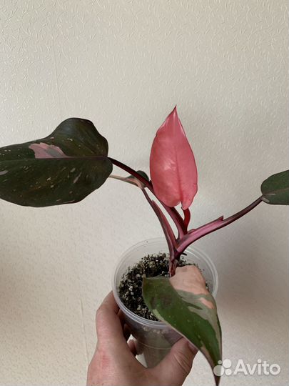 Филодендрон