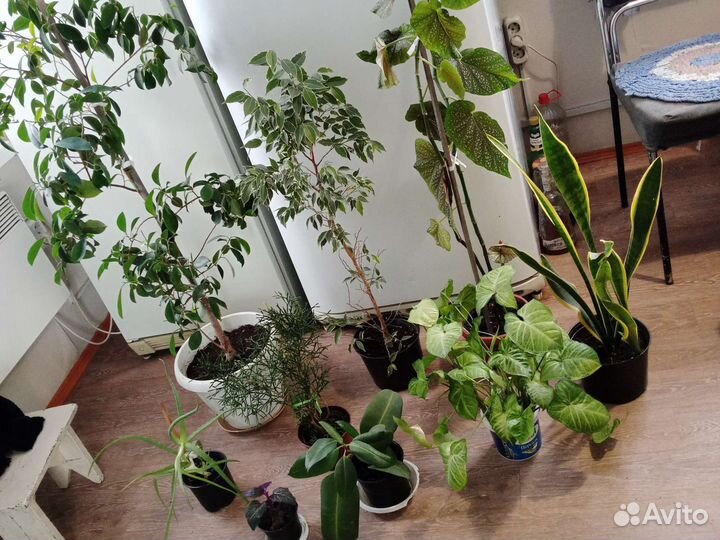 Цветы. Комнатные растения