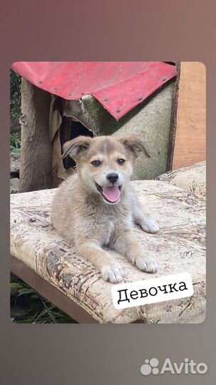 Отдам щенков